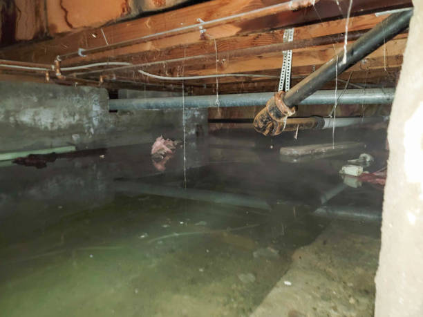 Best Water damage restoration mold remediation  in Lutcher, LA