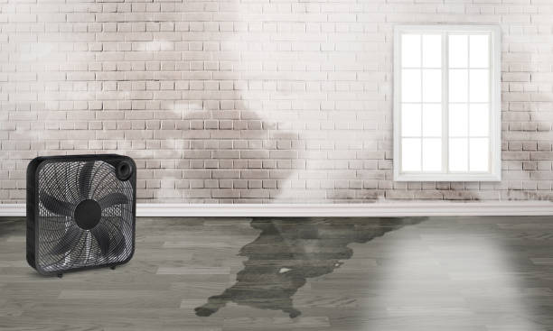 Best Mold removal after water damage  in Lutcher, LA