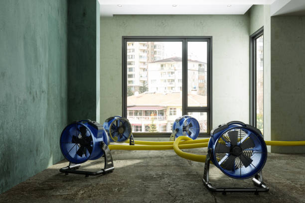Best Professional water damage repair  in Lutcher, LA